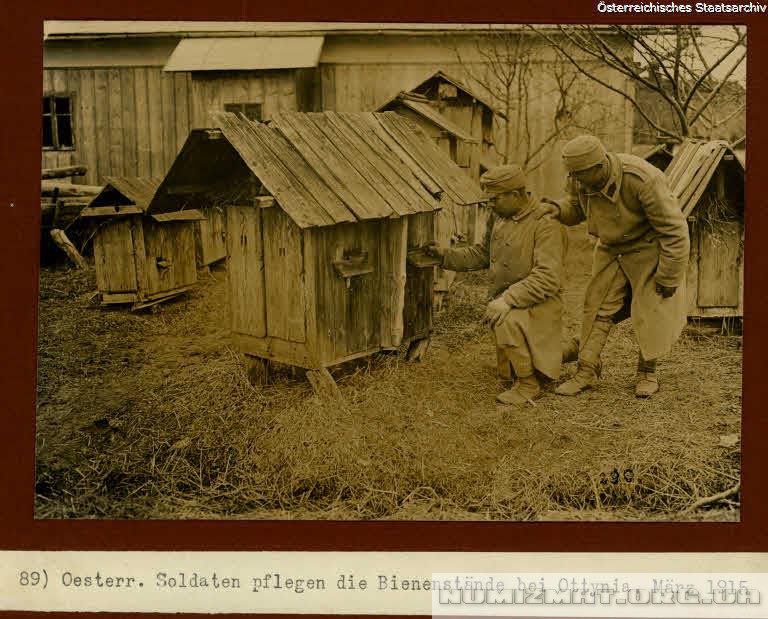 Osterreichische Soldaten pflegen die Bienenstande bei Ottynia